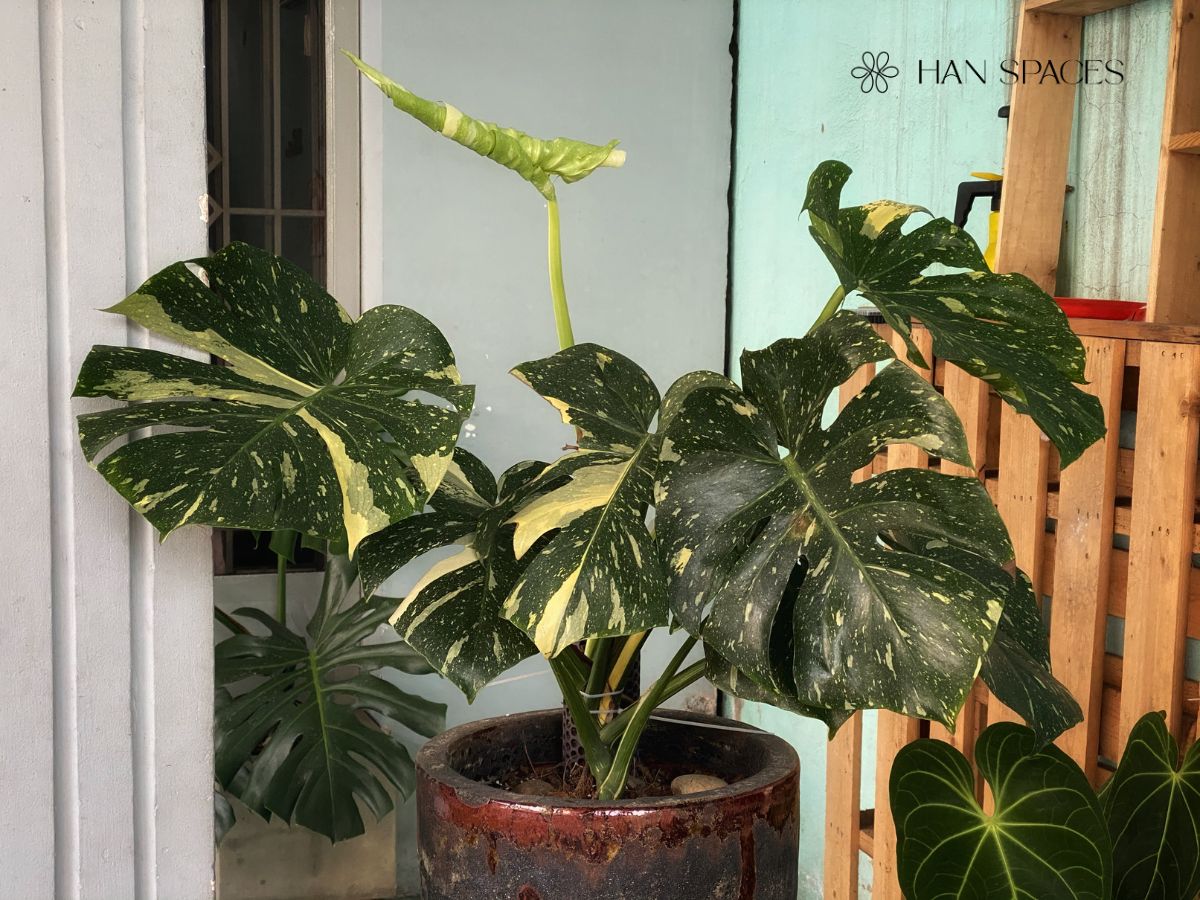 cay-monstera-mang-lai-cam-giac-phong-khoang-va-sang-tao
